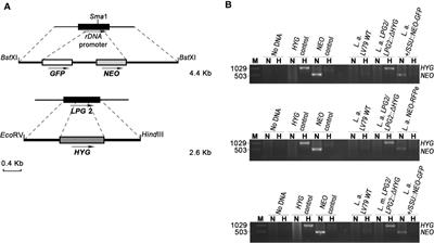 Study on the Occurrence of Genetic Exchange Among Parasites of the <mark class="highlighted">Leishmania mexicana</mark> Complex